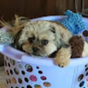 Meet your Posher, Jennifer barbir